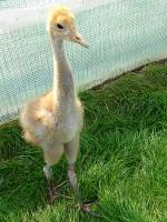 Red Green Blue on 12th June 2012 Red Green Blue on 12th June 2012